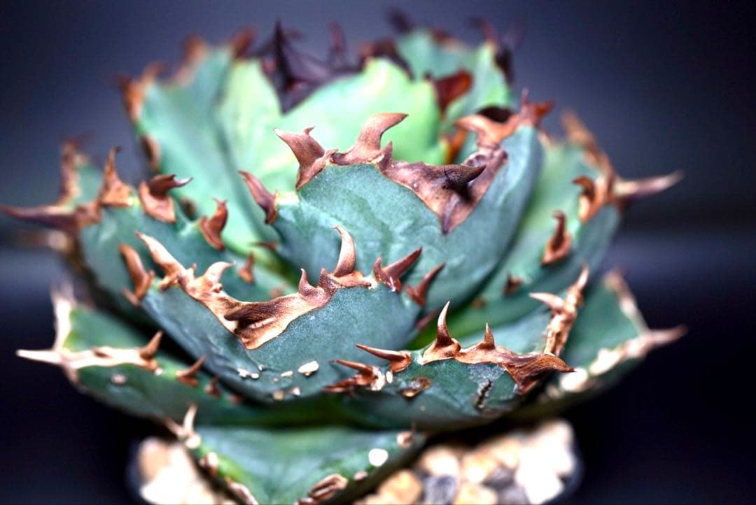 アガベ　チタノタ　プテラノドン　'翼竜'