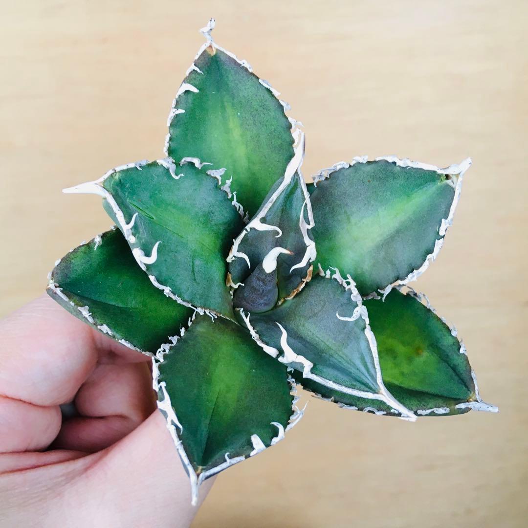 【稀少】4 巨歯鮫 巨歯鯊 メガロドン TC株 特選 アガベ チタノタ