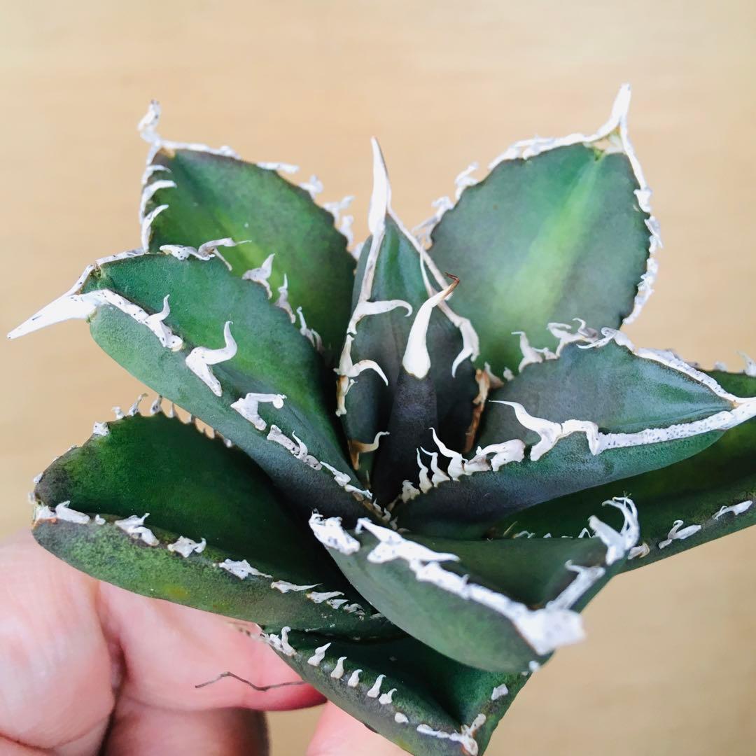 【稀少】4 巨歯鮫 巨歯鯊 メガロドン TC株 特選 アガベ チタノタ