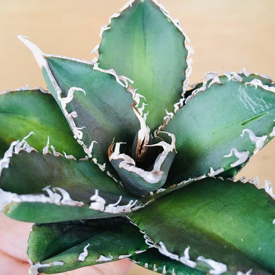 【稀少】4 巨歯鮫 巨歯鯊 メガロドン TC株 特選 アガベ チタノタ