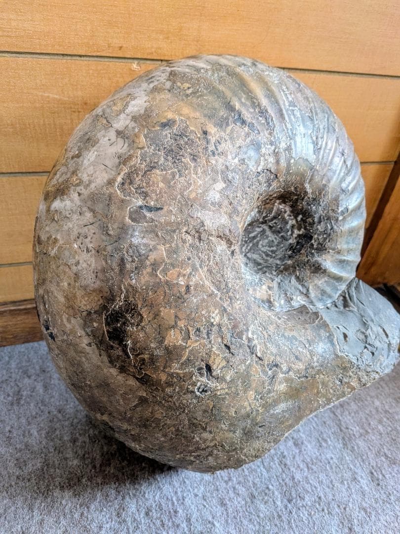 ハ*ト様 アンモナイト化石 30cm超
