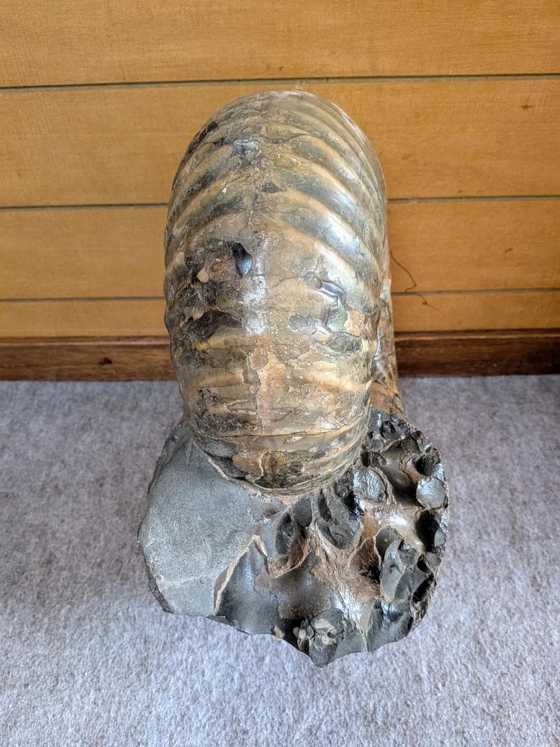 ハ*ト様 アンモナイト化石 30cm超