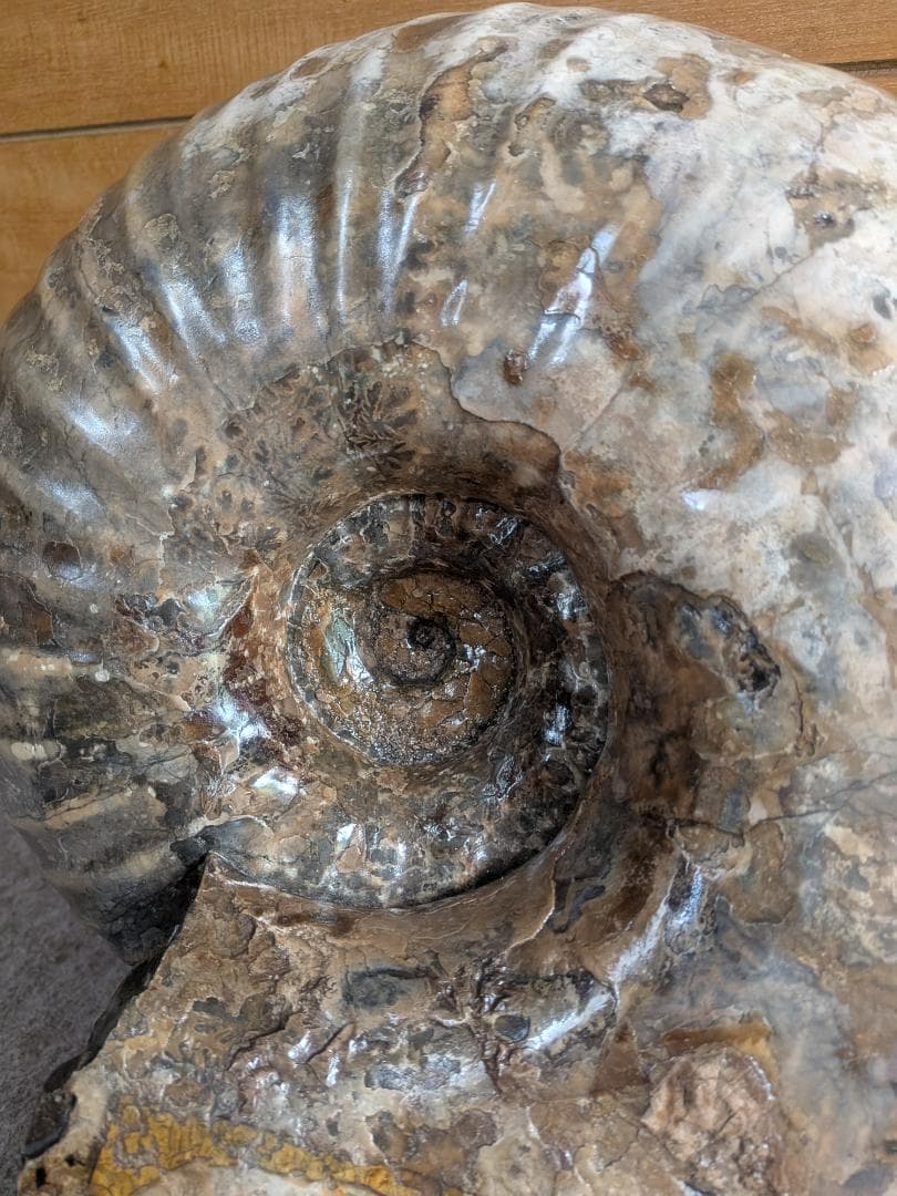 ハ*ト様 アンモナイト化石 30cm超