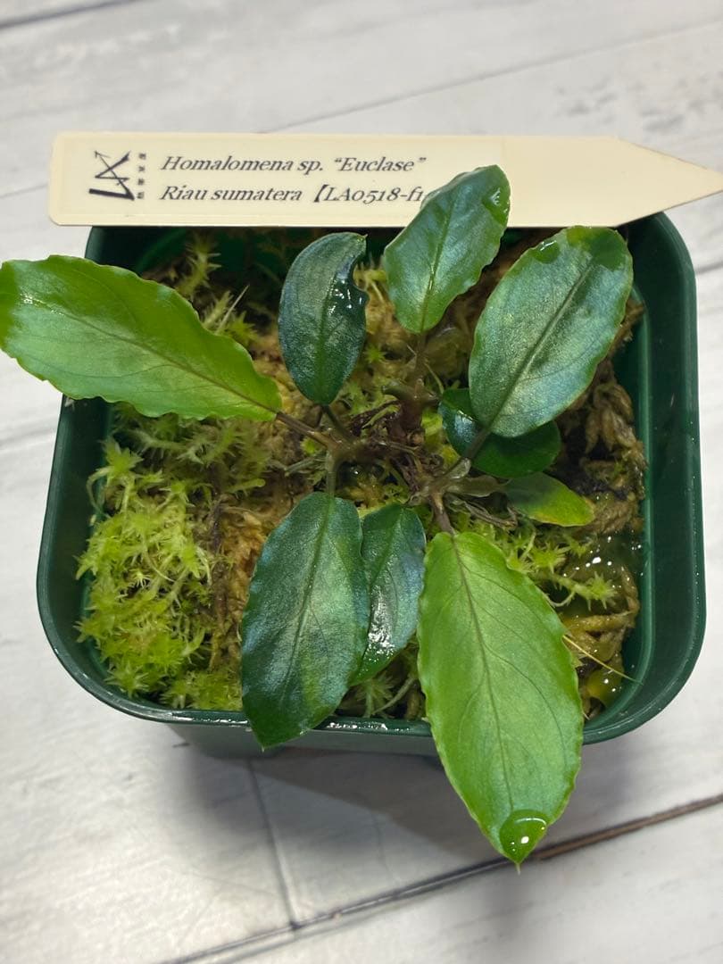 ホマロメナ　LA便ユークレース正規タグ付き