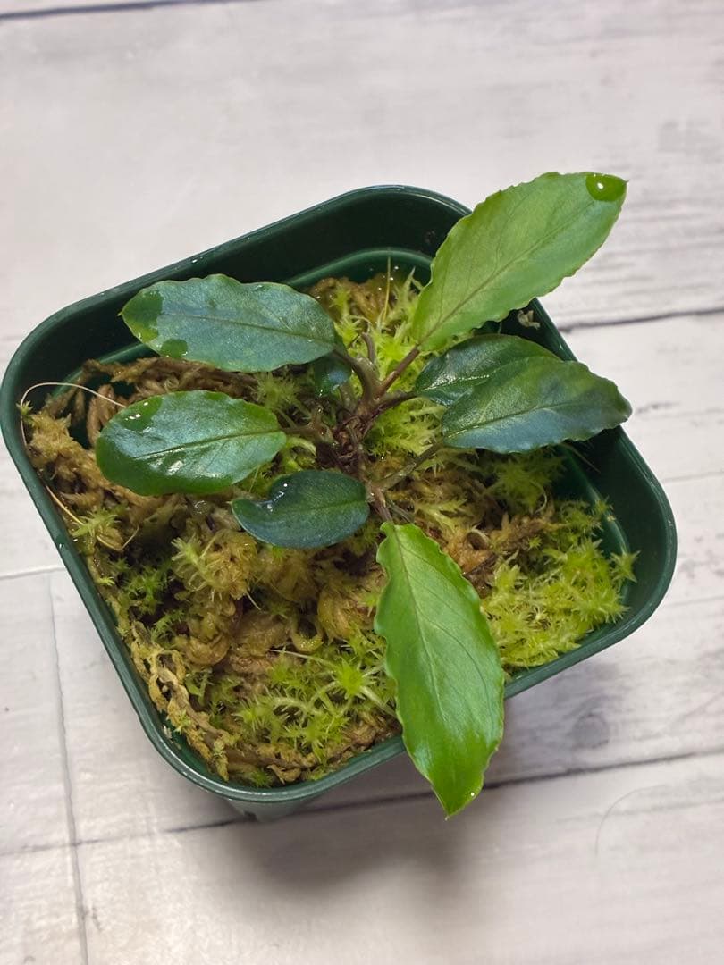 ホマロメナ　LA便ユークレース正規タグ付き