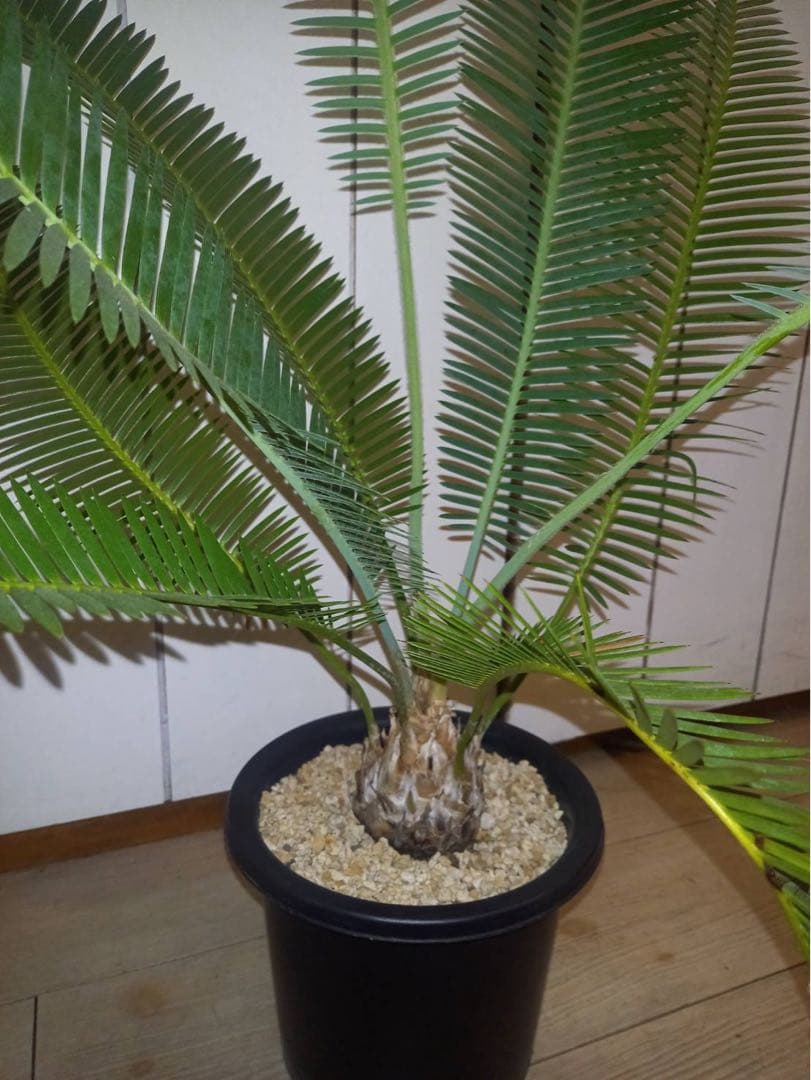 ディオーン　エデュレ