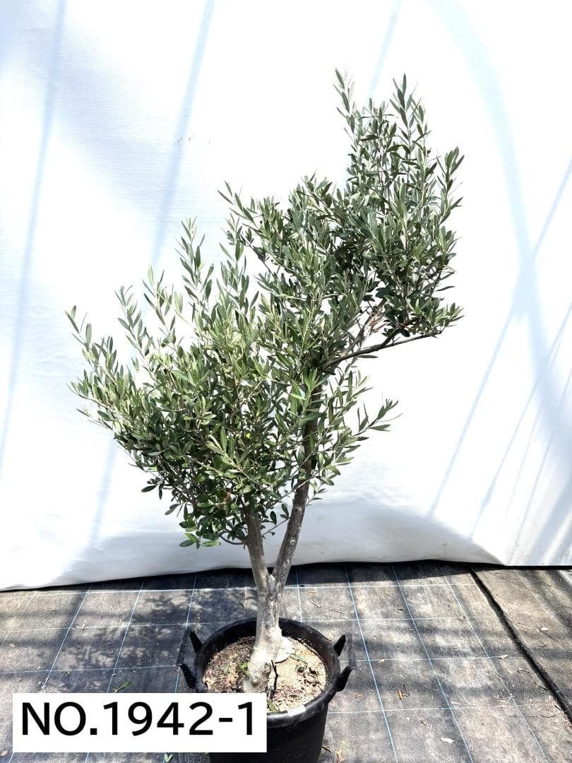 オリーブの木　シプレシーノ　約160cm　NO.1942　大型　現品掲載　古木