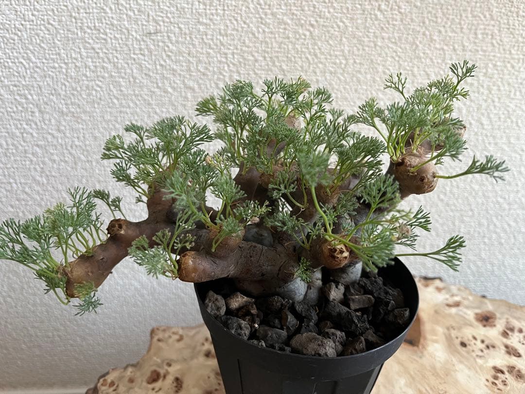 モンソニア ムルチフィダ　サルコカウロン ムルチフィズム　発根済　現地株