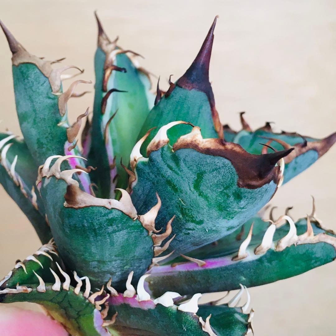 【稀少】1 レッドキャットウィーズル錦 多色斑 極上強棘 TC アガベ チタノタ