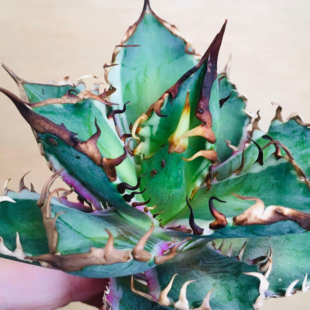 【稀少】1 レッドキャットウィーズル錦 多色斑 極上強棘 TC アガベ チタノタ