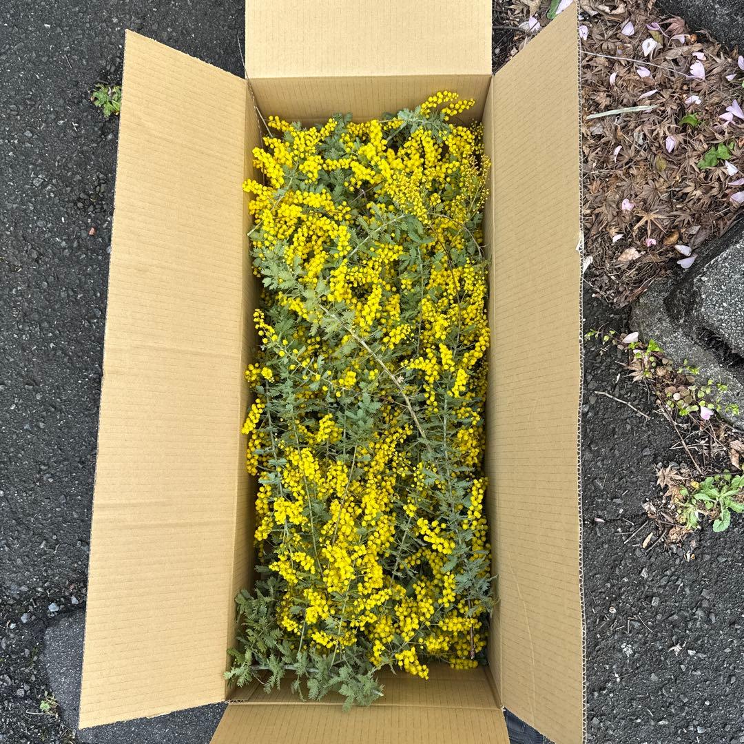 【予約品】すーさん　ミモザ 長さ約80cm 140サイズ　開花後に価格変更