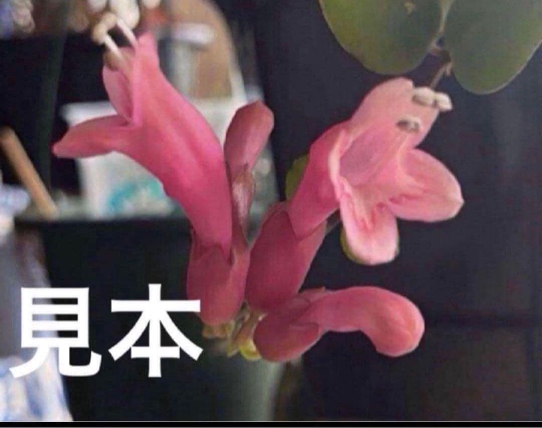 ②イワタバコ　エスキナンサス　タイピンク　宿根草