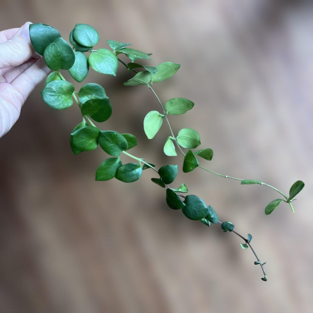 ②イワタバコ　エスキナンサス　タイピンク　宿根草