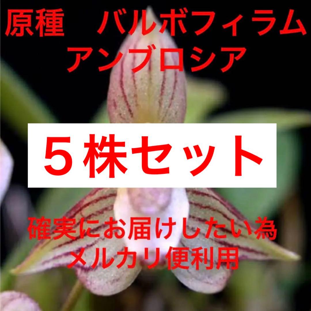 バルボフィラム　アンブロシア　原種　洋蘭　バルボ　５株セット　洋ラン 観葉植物