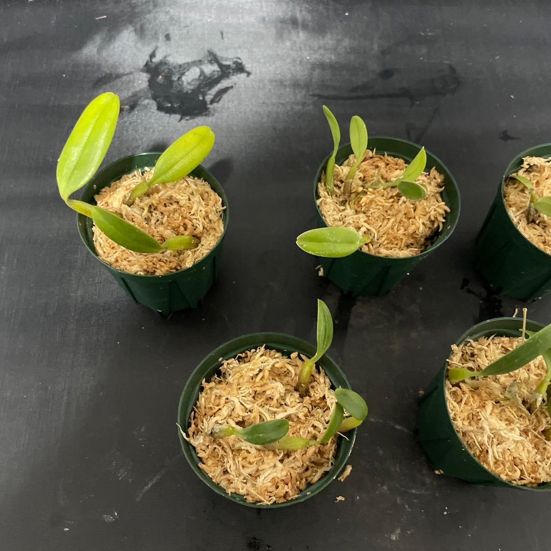 バルボフィラム　アンブロシア　原種　洋蘭　バルボ　５株セット　洋ラン 観葉植物