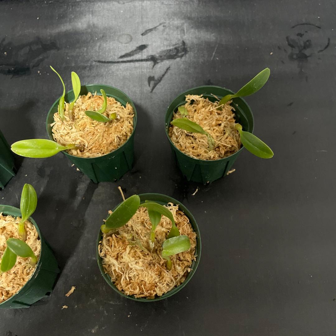 バルボフィラム　アンブロシア　原種　洋蘭　バルボ　５株セット　洋ラン 観葉植物