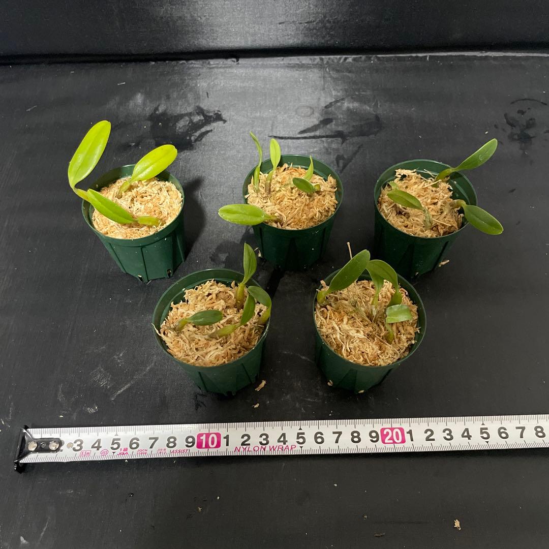 バルボフィラム　アンブロシア　原種　洋蘭　バルボ　５株セット　洋ラン 観葉植物