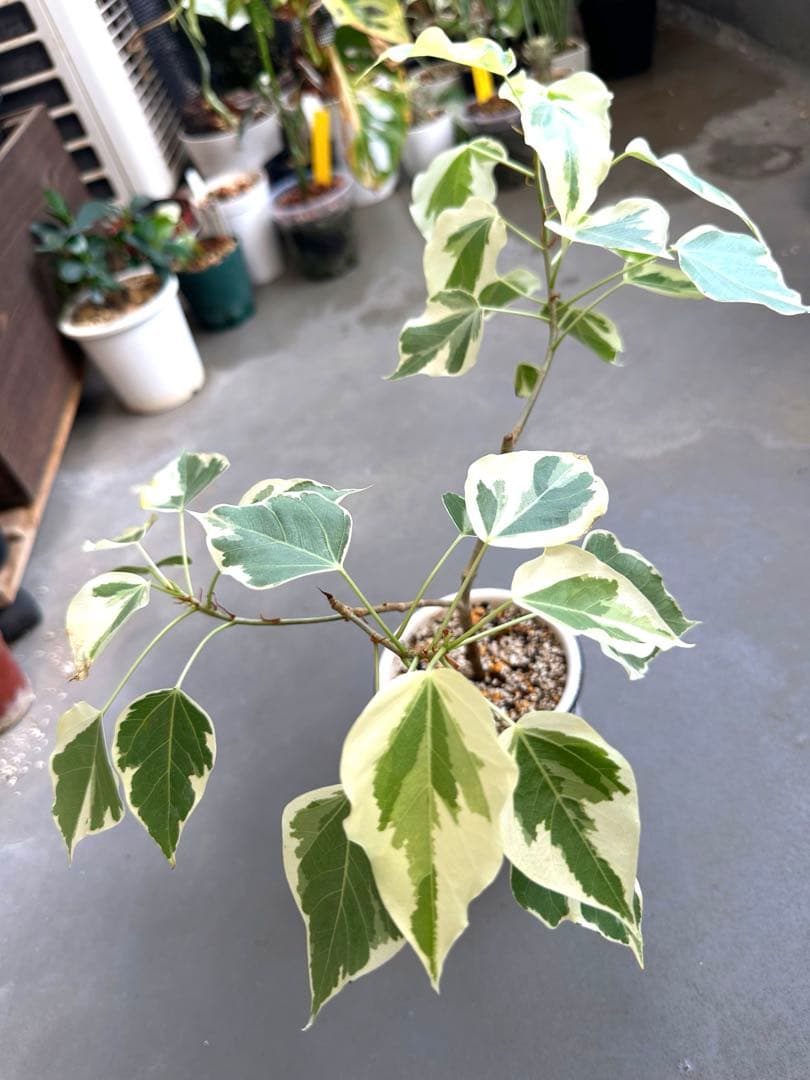 フィカス　ランフィー　ルンフィー