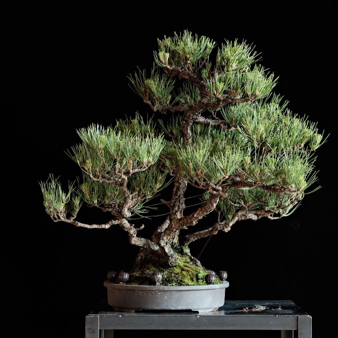 【最終値下げ】引き取り　黒松　大品盆栽　株立　古木