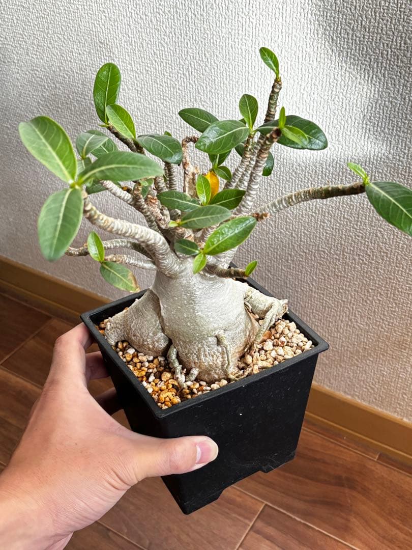 【発根済み】アデニウム タイソコトラナム(優良株)