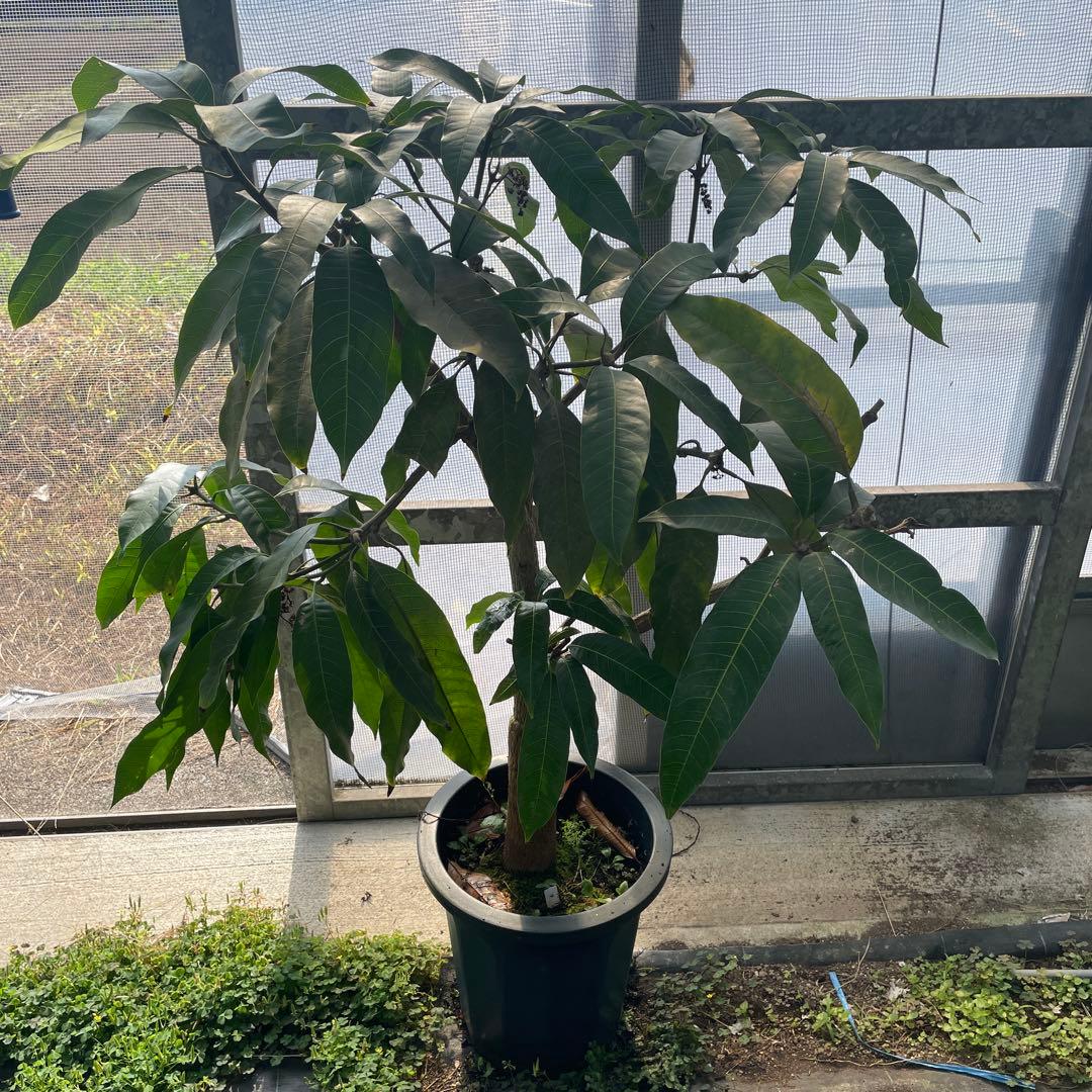 マンゴー苗　品種　リリー　10号特大