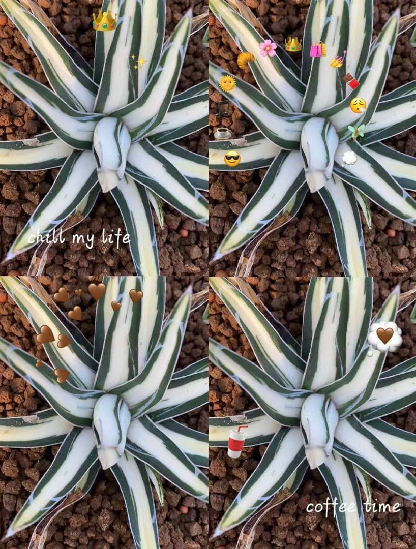 2010アガベ チタノタ 丸叶氷山錦 白中斑 極上中小株 5株セット