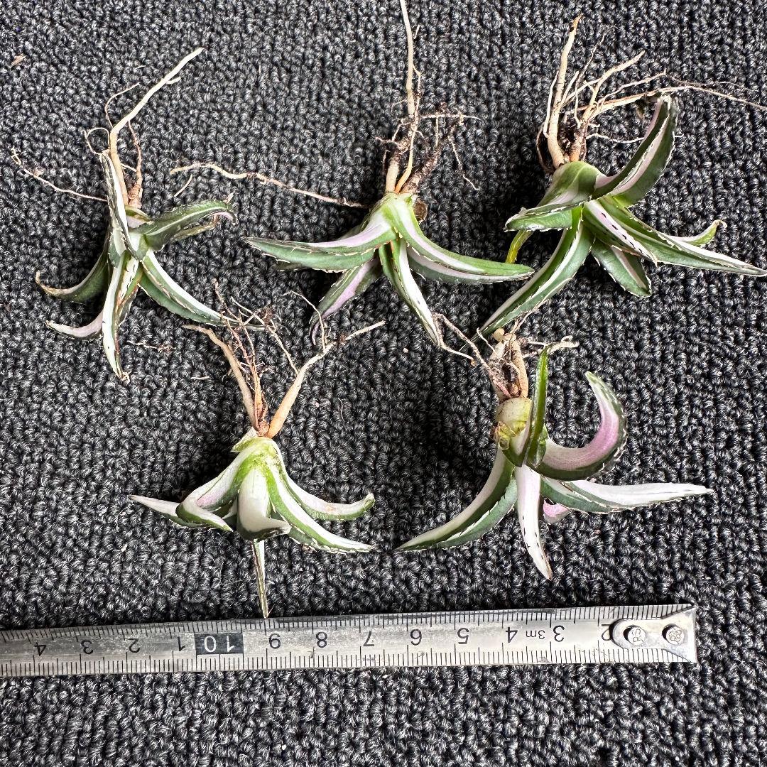 2010アガベ チタノタ 丸叶氷山錦 白中斑 極上中小株 5株セット