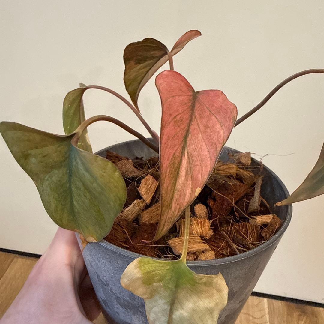 【斑入り】ホマロメナ ピンクダイヤモンド