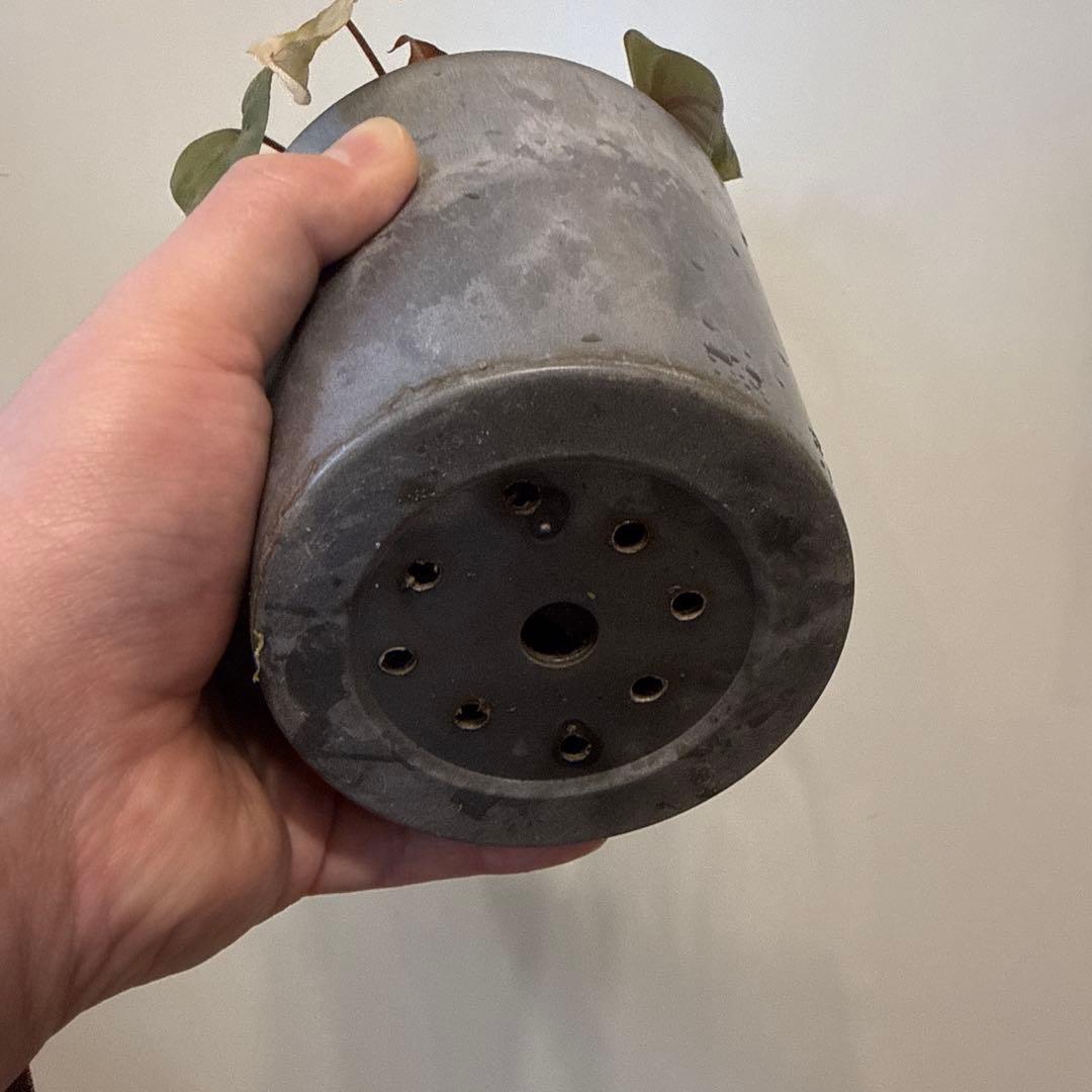 【斑入り】ホマロメナ ピンクダイヤモンド