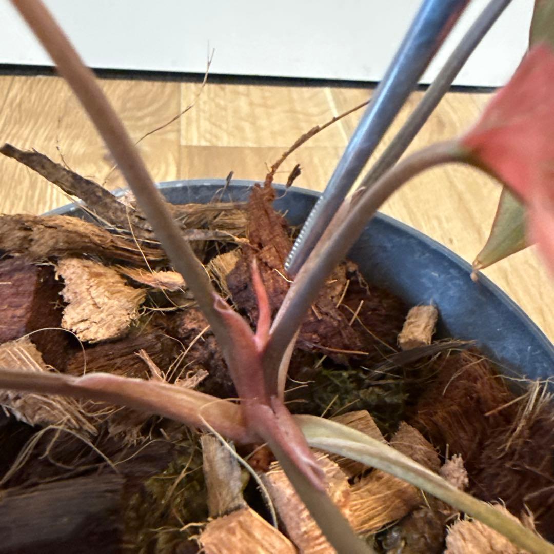 【斑入り】ホマロメナ ピンクダイヤモンド