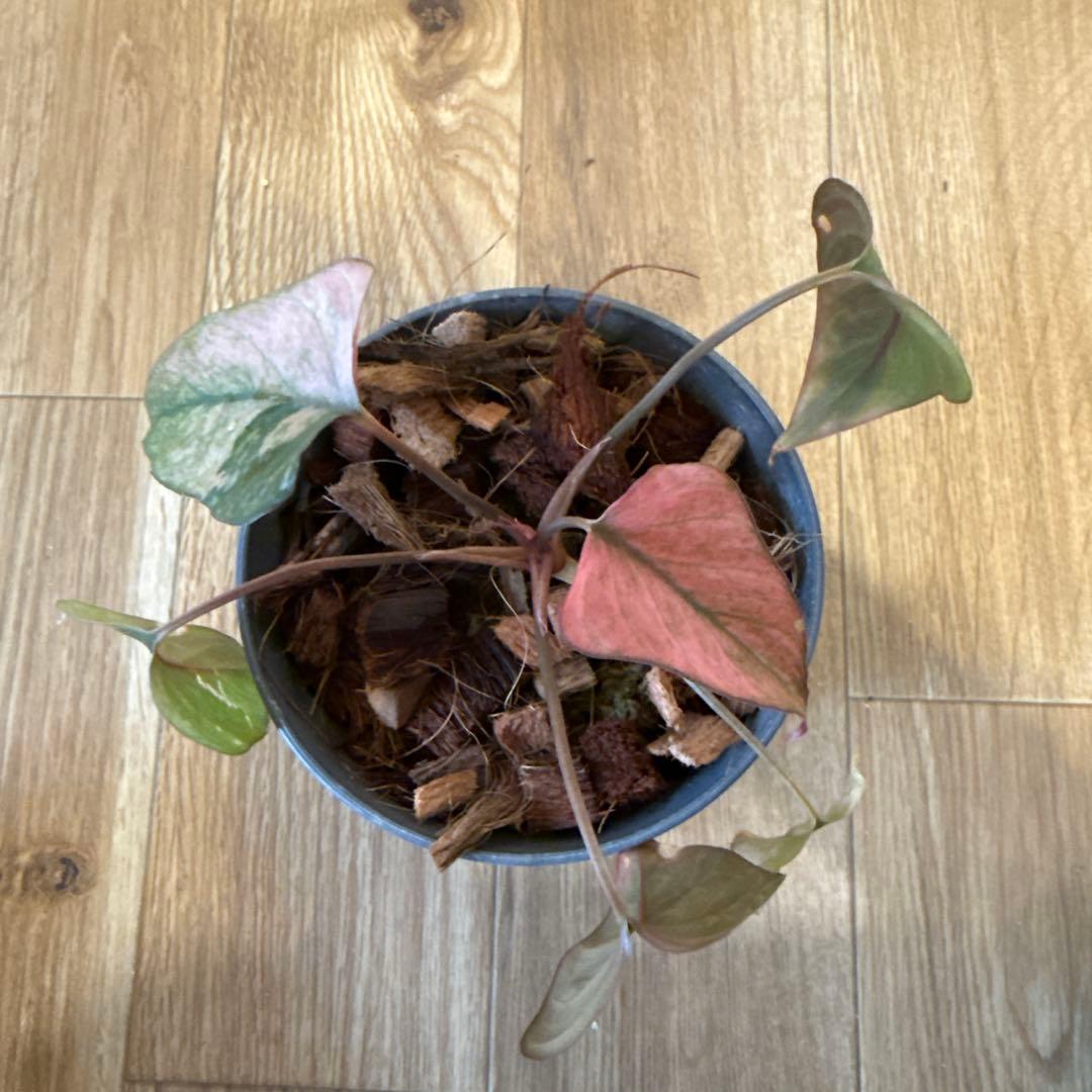 【斑入り】ホマロメナ ピンクダイヤモンド