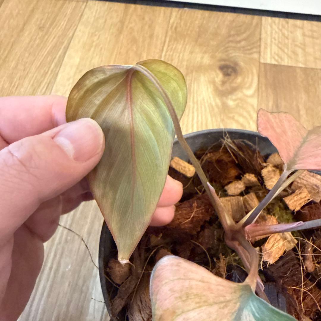 【斑入り】ホマロメナ ピンクダイヤモンド