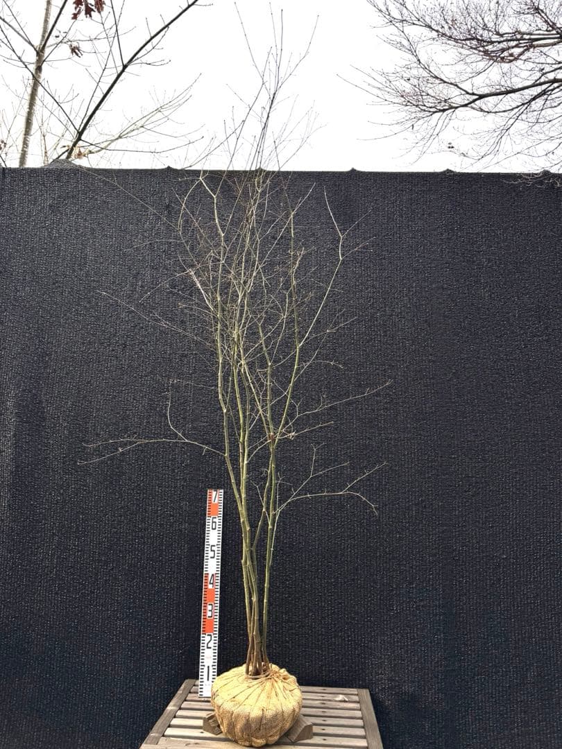 山採り　ヤマモミジ　株立ち　美幹　自然樹形　【品番3497】