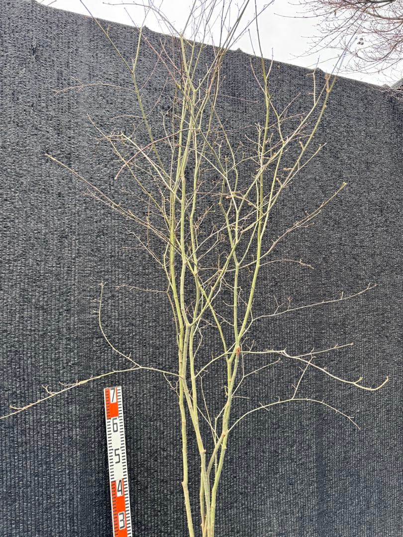 山採り　ヤマモミジ　株立ち　美幹　自然樹形　【品番3497】