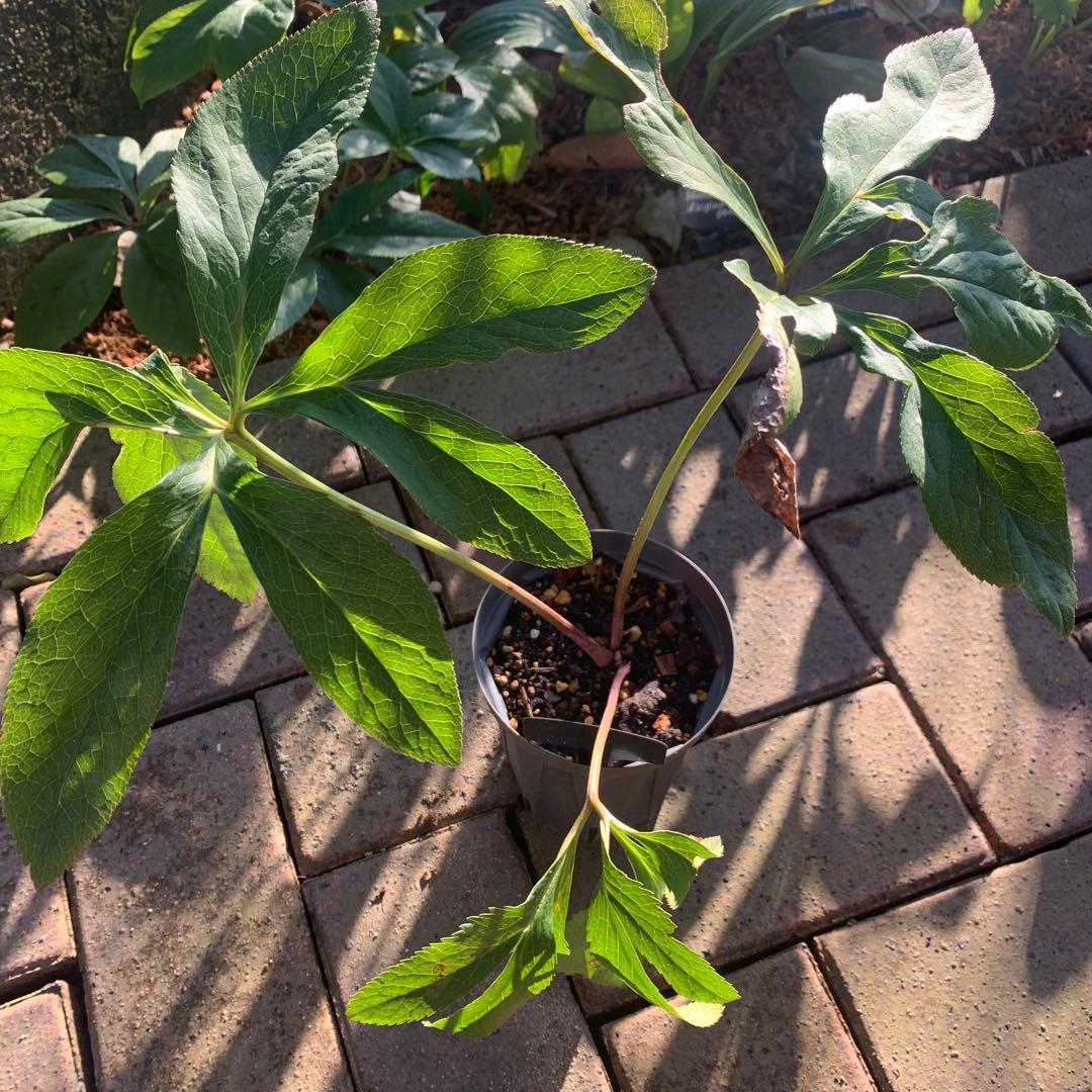 り*う様 クリスマスローズ　株分け苗　ダブルセミダブル　パパピエノワールドゥ　花