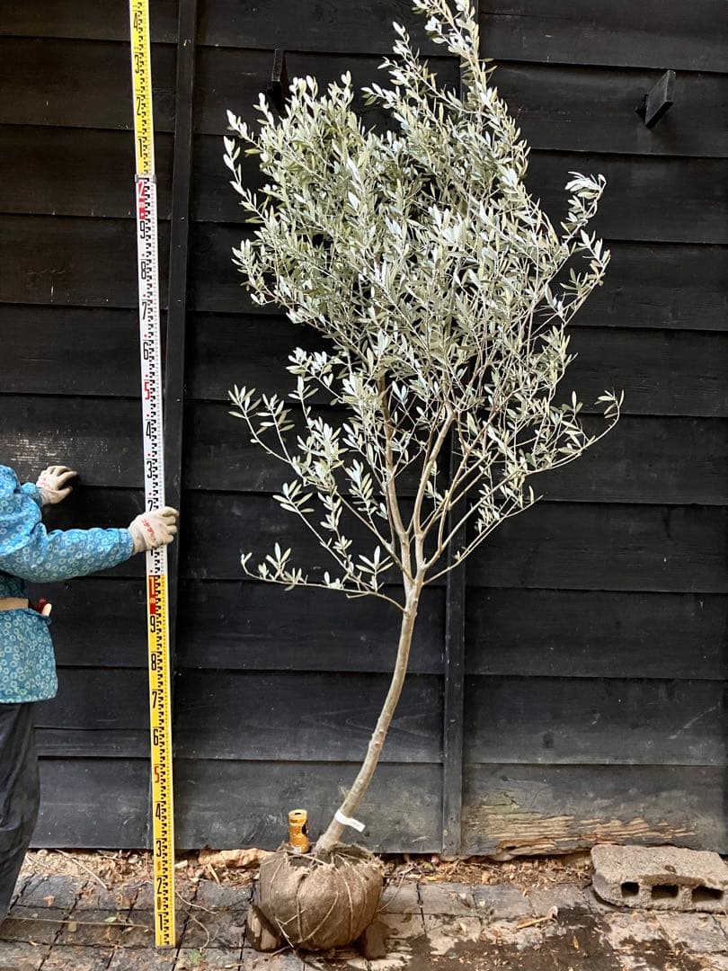 オリーブの木　モライオロ