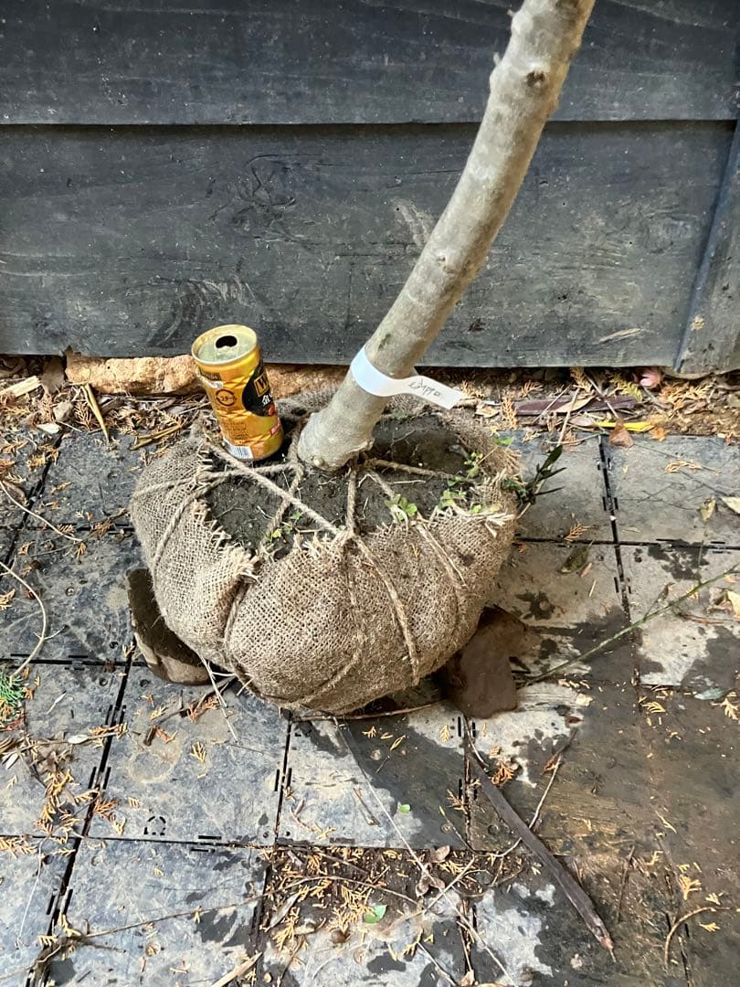 オリーブの木　モライオロ