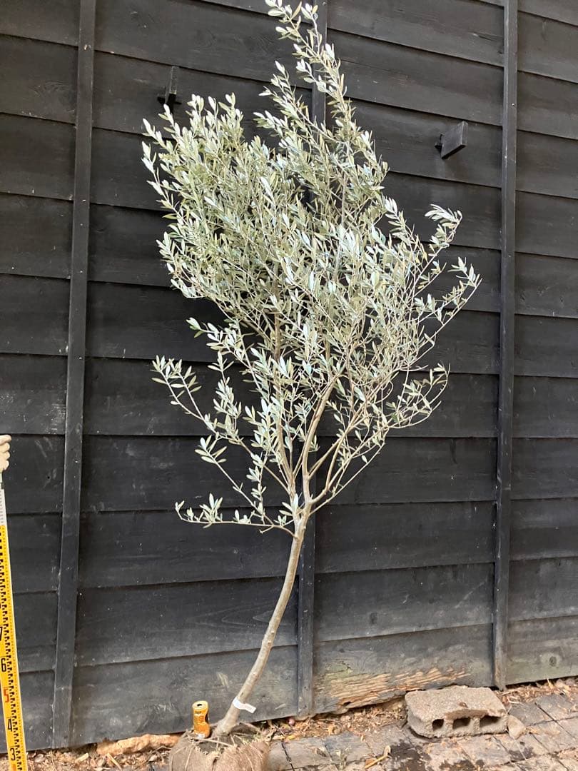 オリーブの木　モライオロ