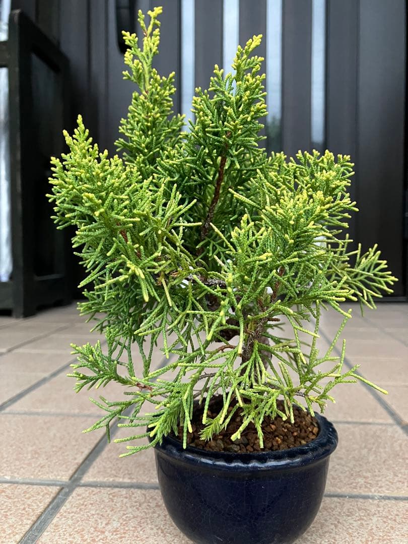 小品盆栽　黄金真柏と極太赤松の2鉢セット　優良素材　ジン舎利等、大幅値下げ