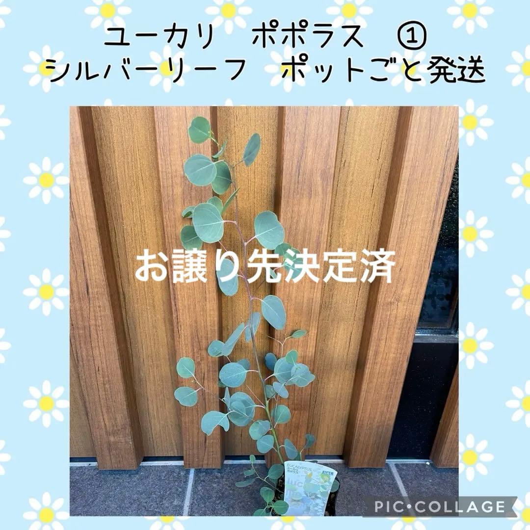 【花苗】① ユーカリ　ポポラス　苗　ポットごと発送　シルバーリーフ