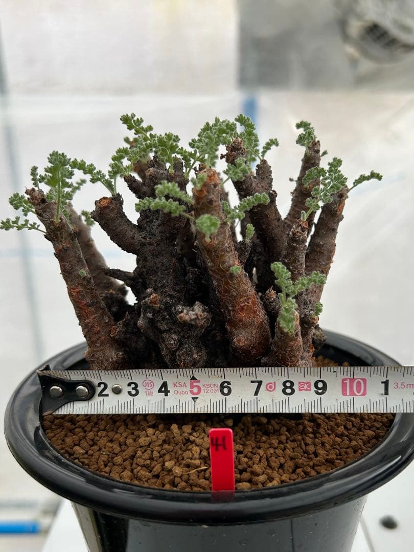 ペラルゴニウム　アルテルナンス　美株