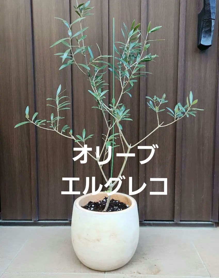 オリーブ　エルグレコ　テラコッタ鉢植え　苗