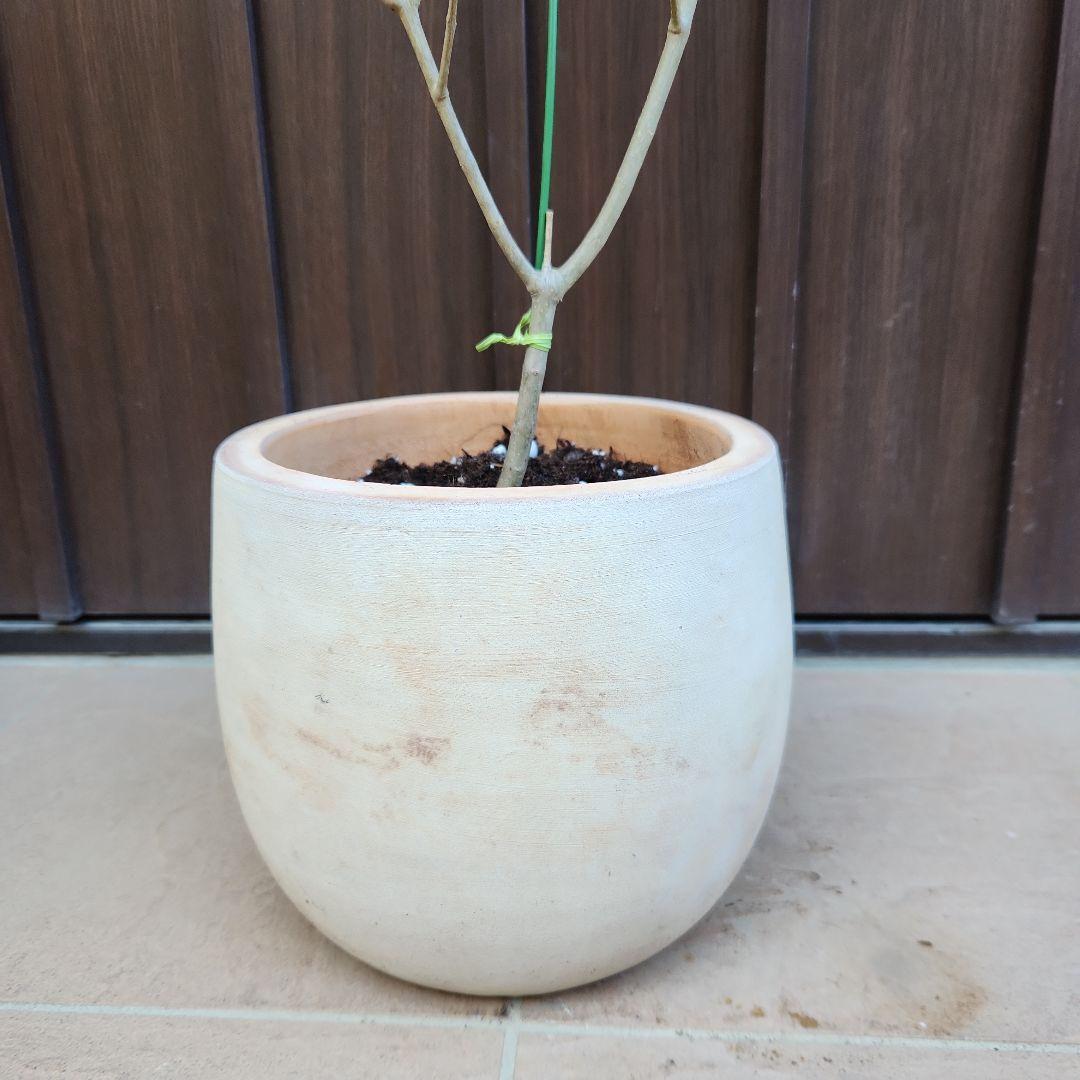 オリーブ　エルグレコ　テラコッタ鉢植え　苗