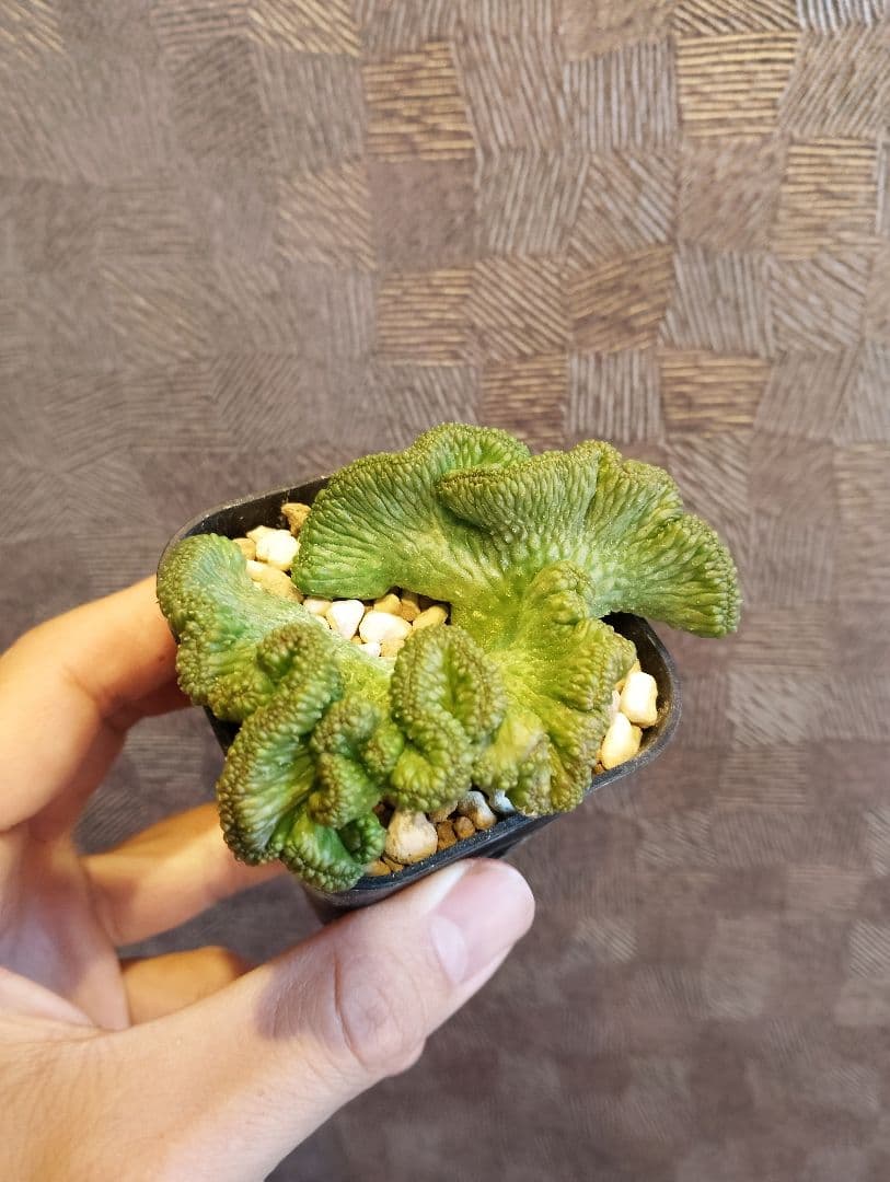 希少 ユーフォルビア オベサ 綴化