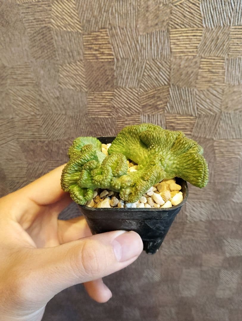 希少 ユーフォルビア オベサ 綴化