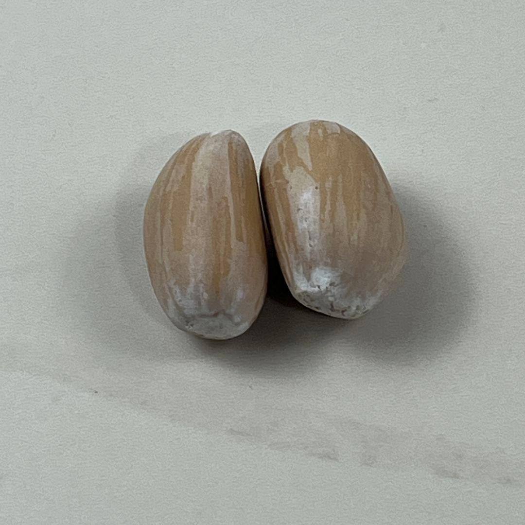 D79新鮮な種 エンセファラルトス・ホリダス 種子2粒