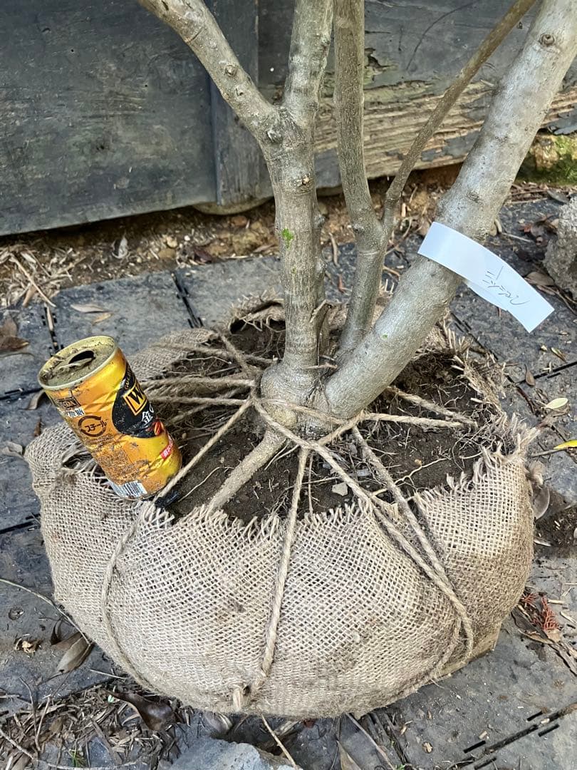 オリーブの木　ミッション