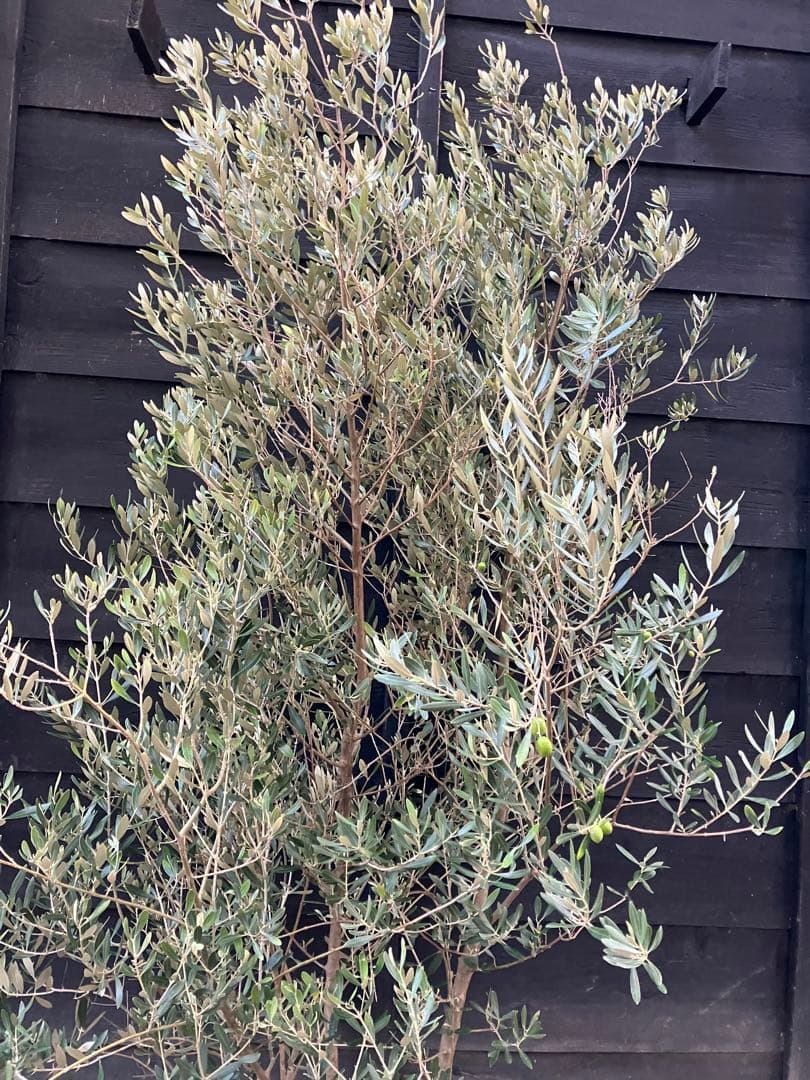 オリーブの木　ミッション