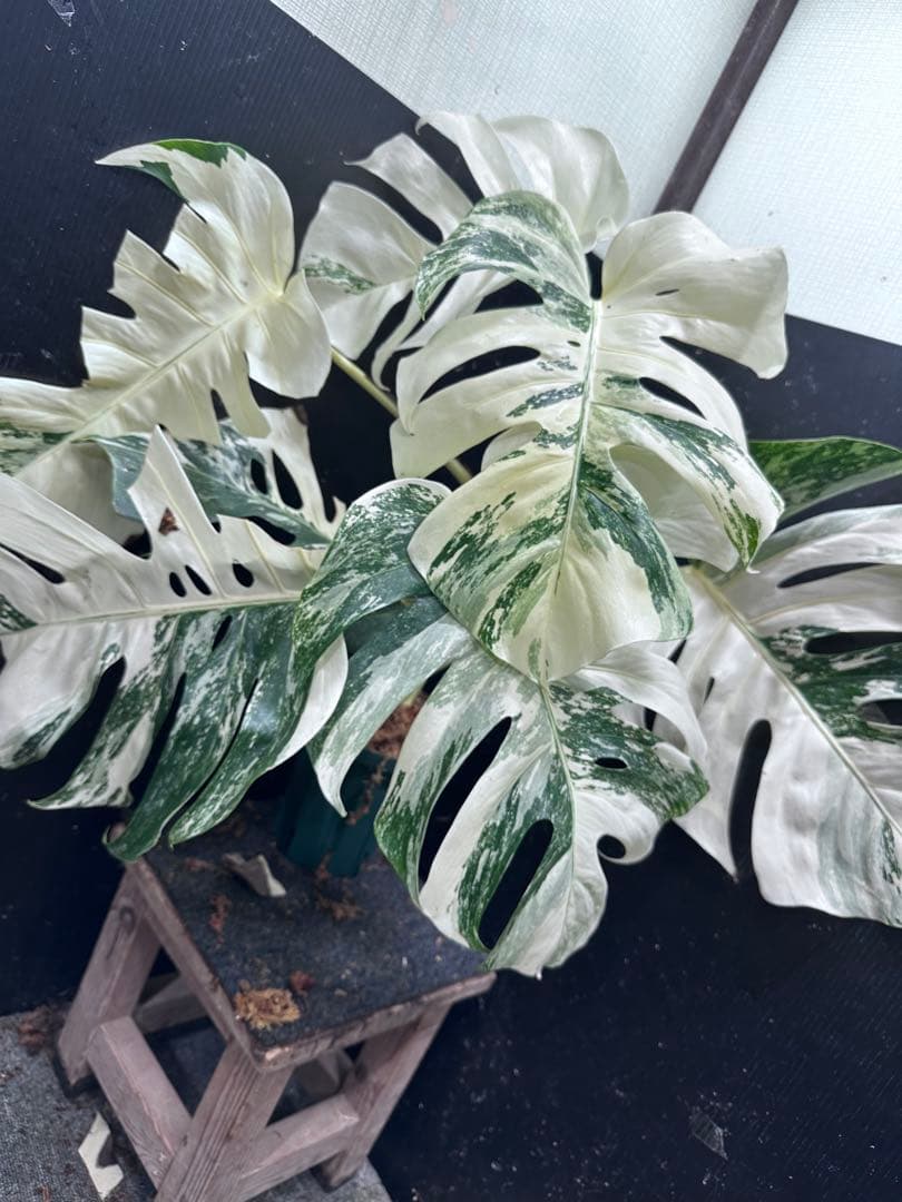 ケ*ン様 斑入りモンステラ ホワイトタイガー極美大株77cm白斑多