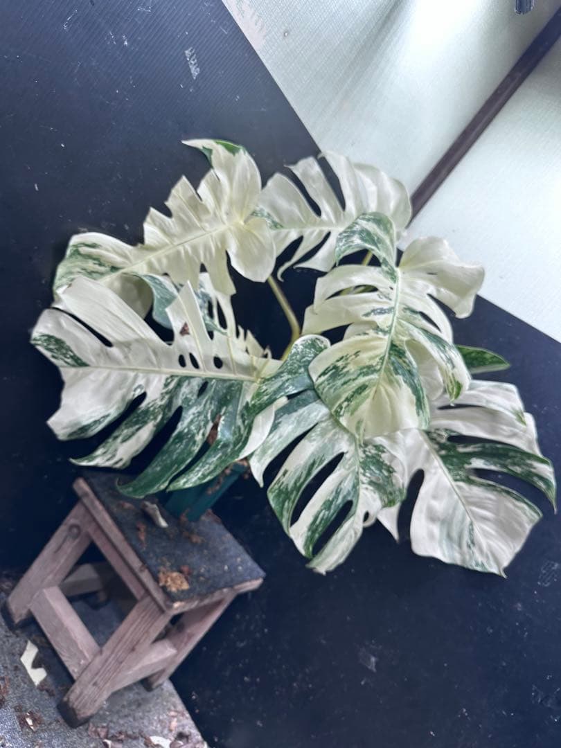 ケ*ン様 斑入りモンステラ ホワイトタイガー極美大株77cm白斑多